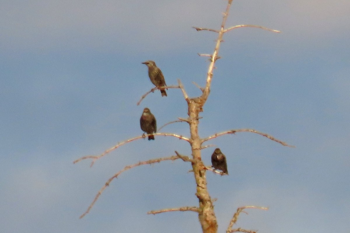 European Starling - ML645165989