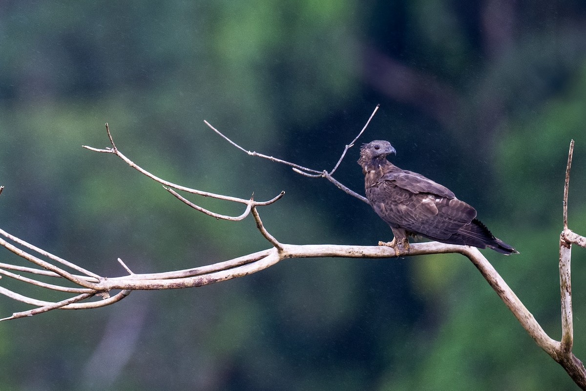 Oriental Honey-buzzard - ML645165990