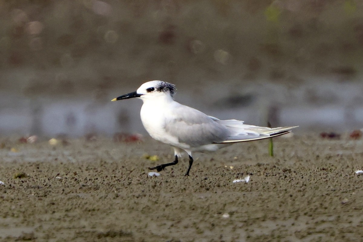 Sandwich Tern - ML645165991