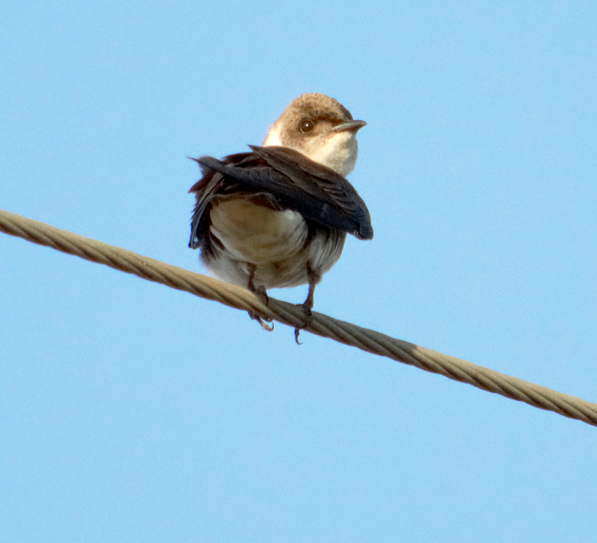 Brown-chested Martin - ML645165995