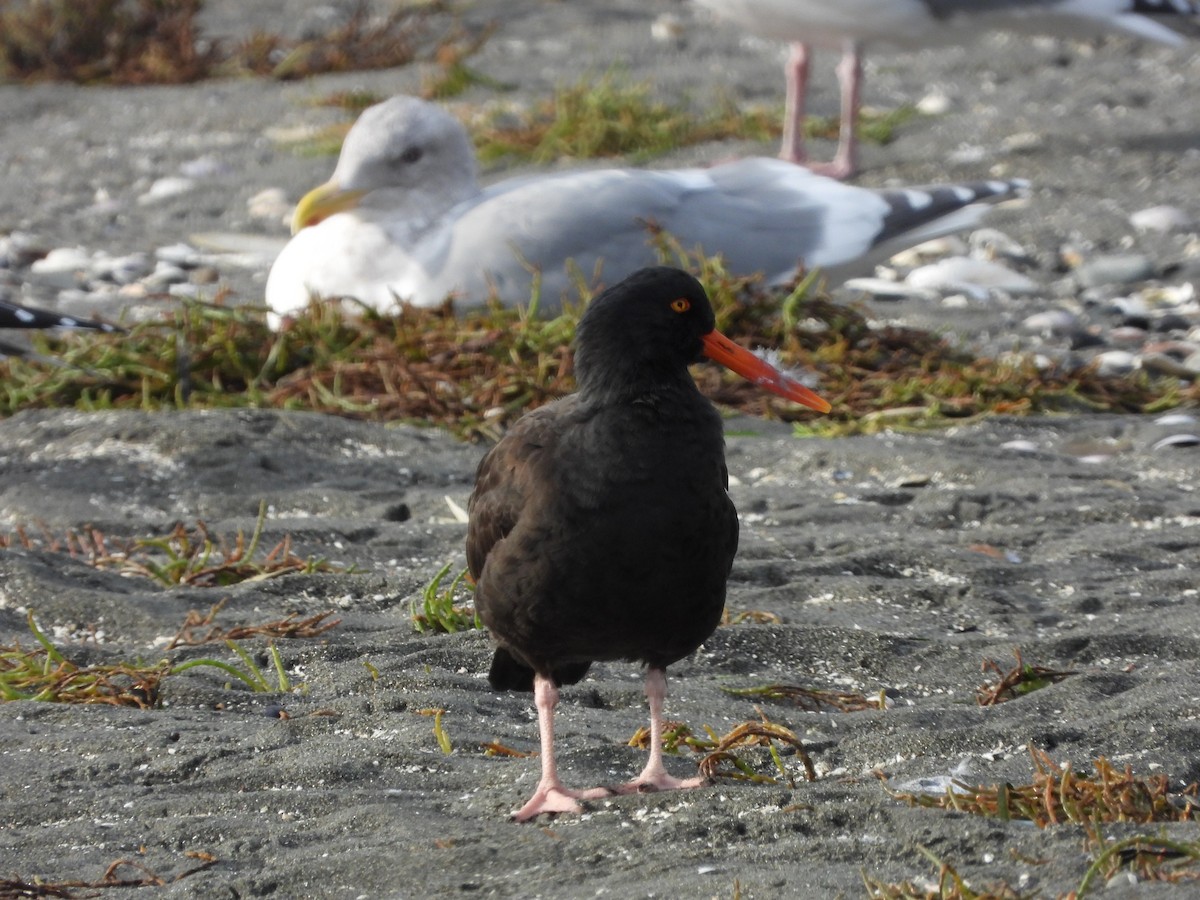 Black Oystercatcher - ML645165996