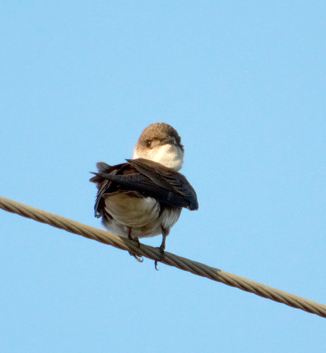 Brown-chested Martin - ML645165997