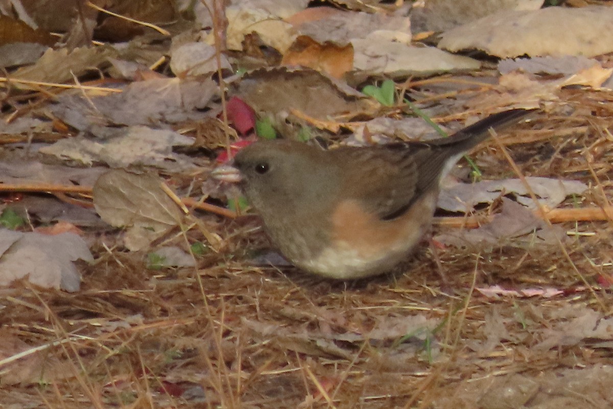 Dark-eyed Junco - ML645166000