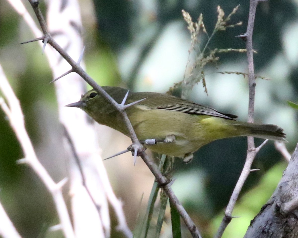 Orange-crowned Warbler - ML645166001
