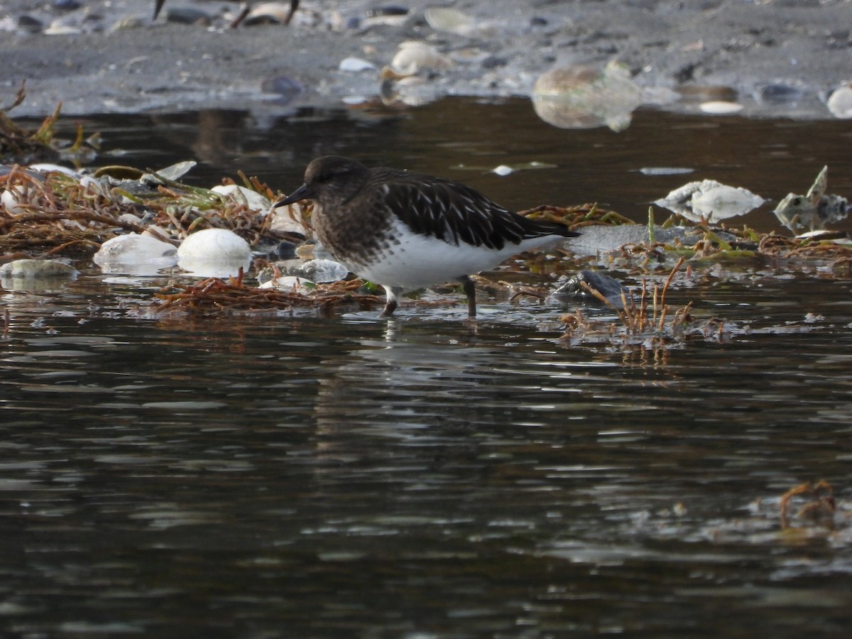 Black Turnstone - ML645166002