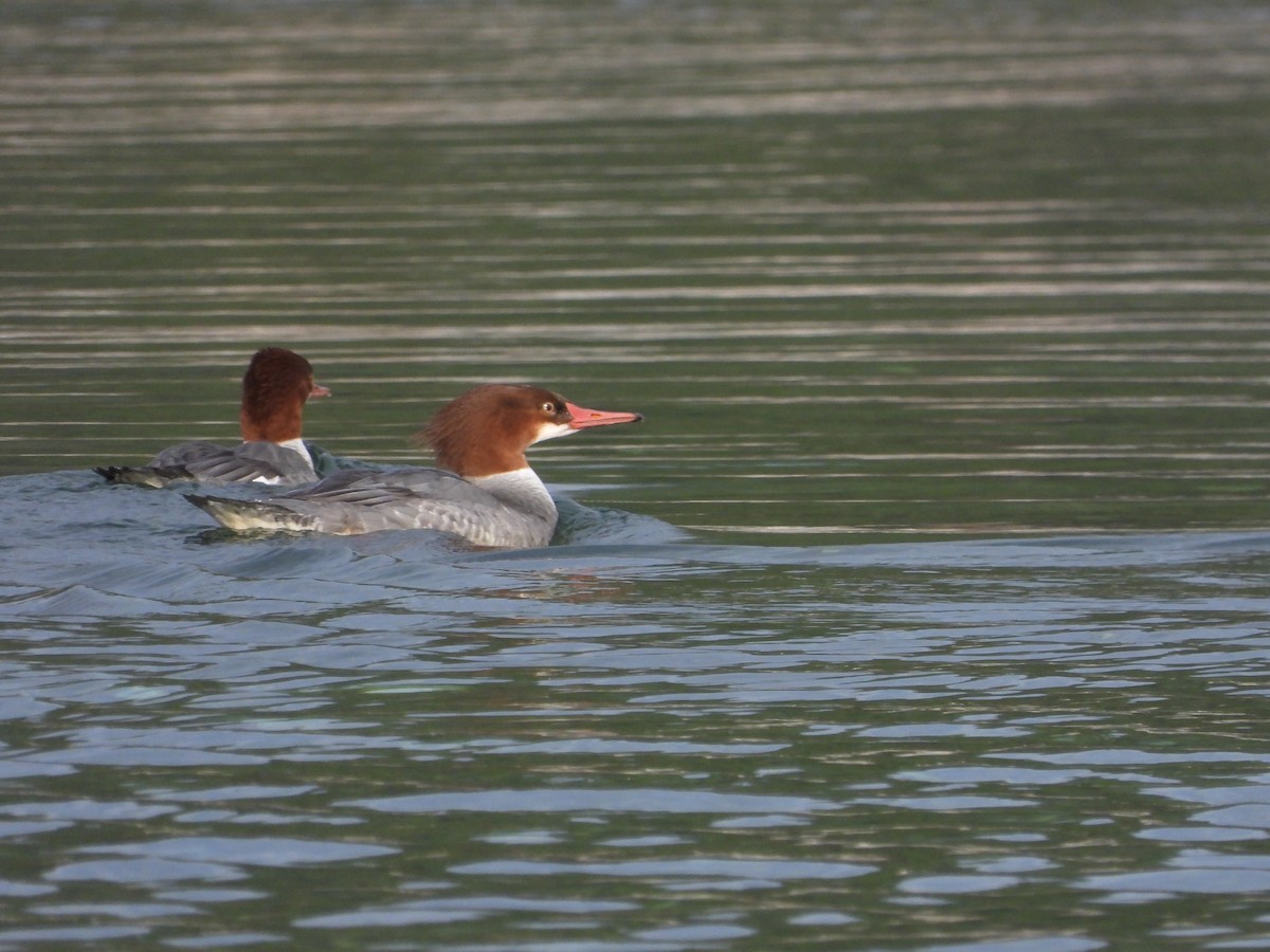 Common Merganser - ML645166012