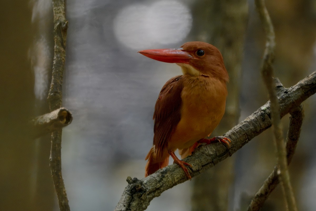 Ruddy Kingfisher - ML645166022