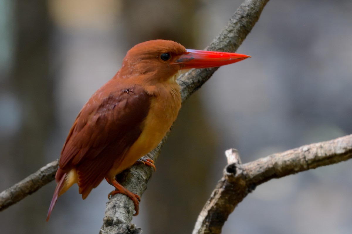 Ruddy Kingfisher - ML645166023
