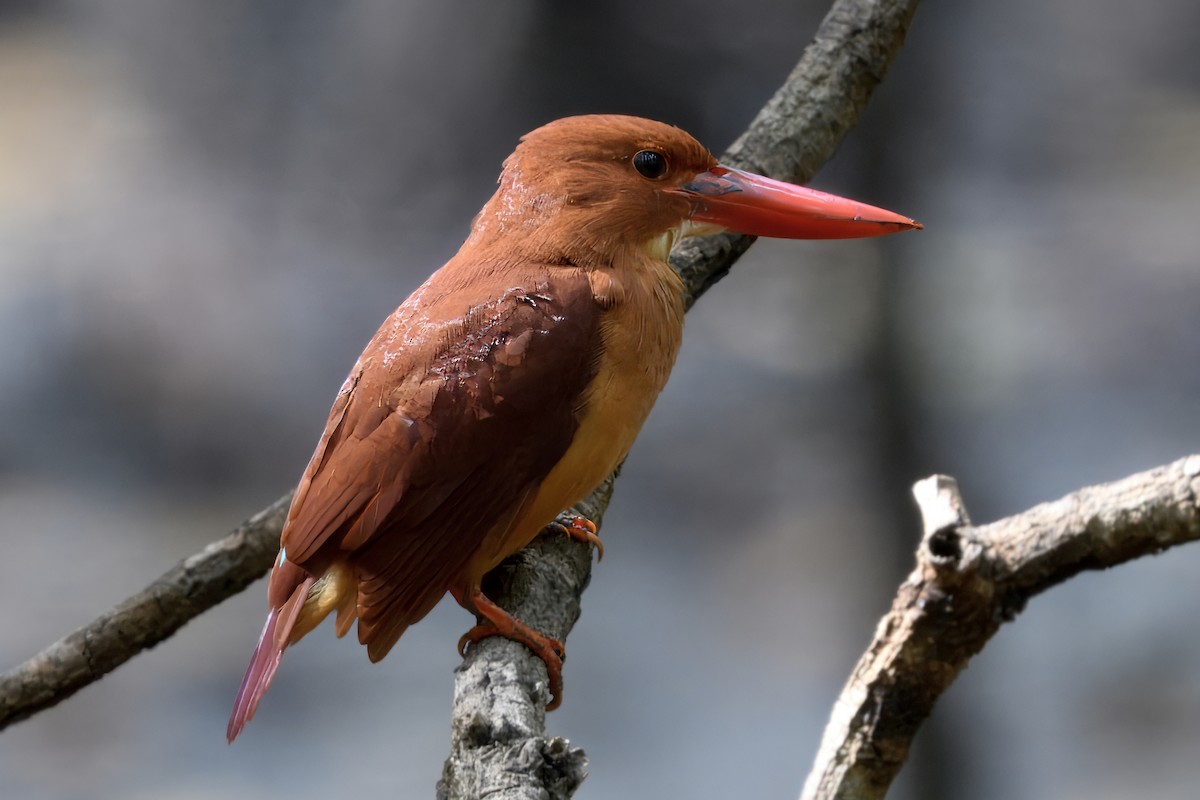 Ruddy Kingfisher - ML645166025