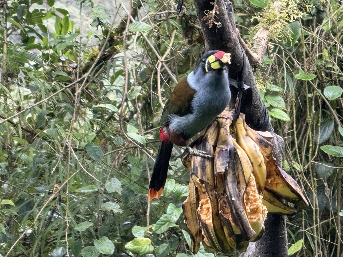 Tucán Pechigrís - ML645166045