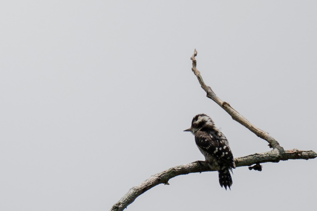 Brown-capped Pygmy Woodpecker - ML645166046