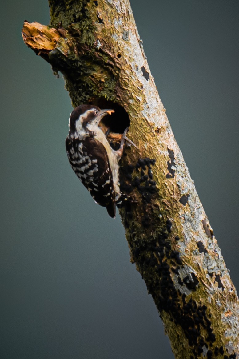 Brown-capped Pygmy Woodpecker - ML645166047