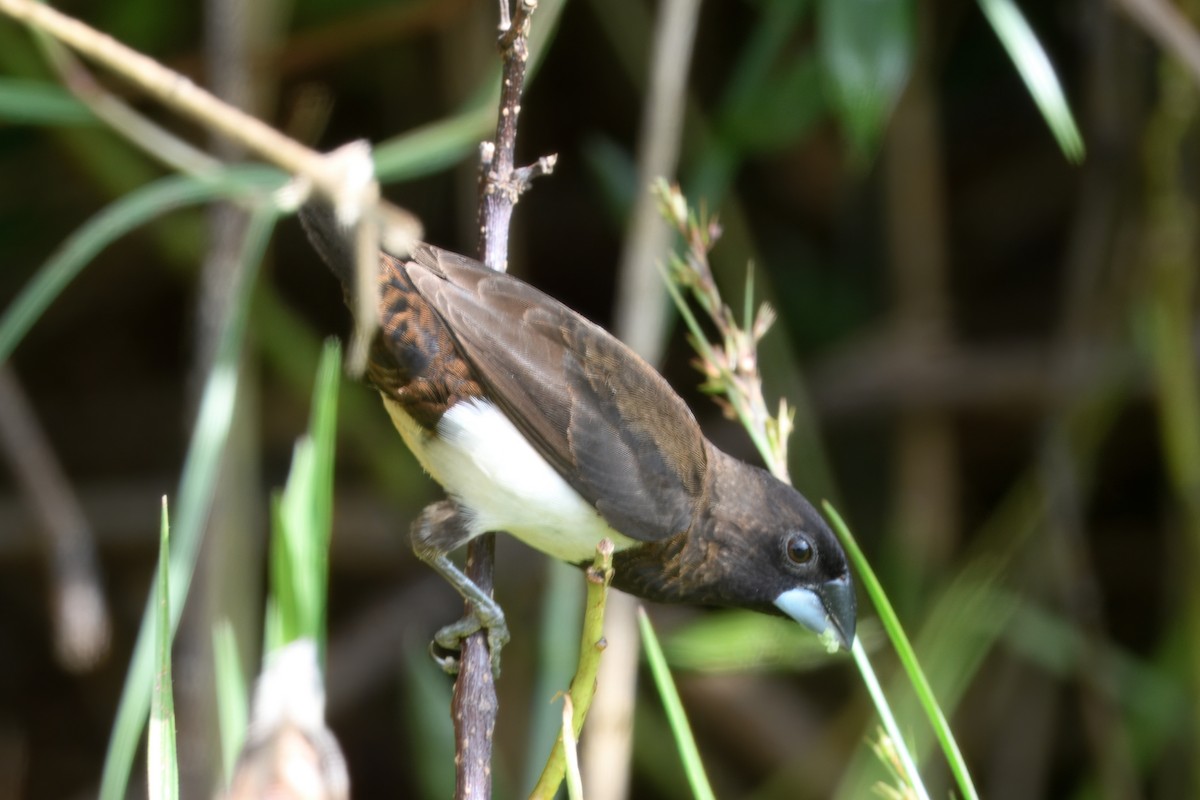 White-rumped Munia - ML645166048