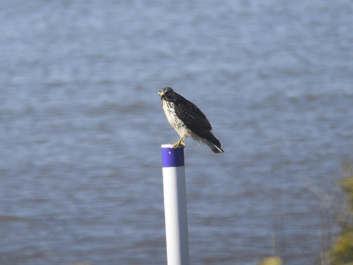 Broad-winged Hawk - ML645166049
