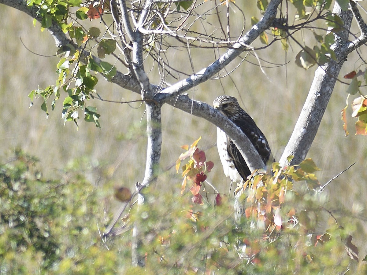 Broad-winged Hawk - ML645166050