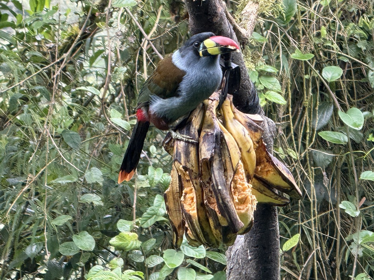 Tucán Pechigrís - ML645166051