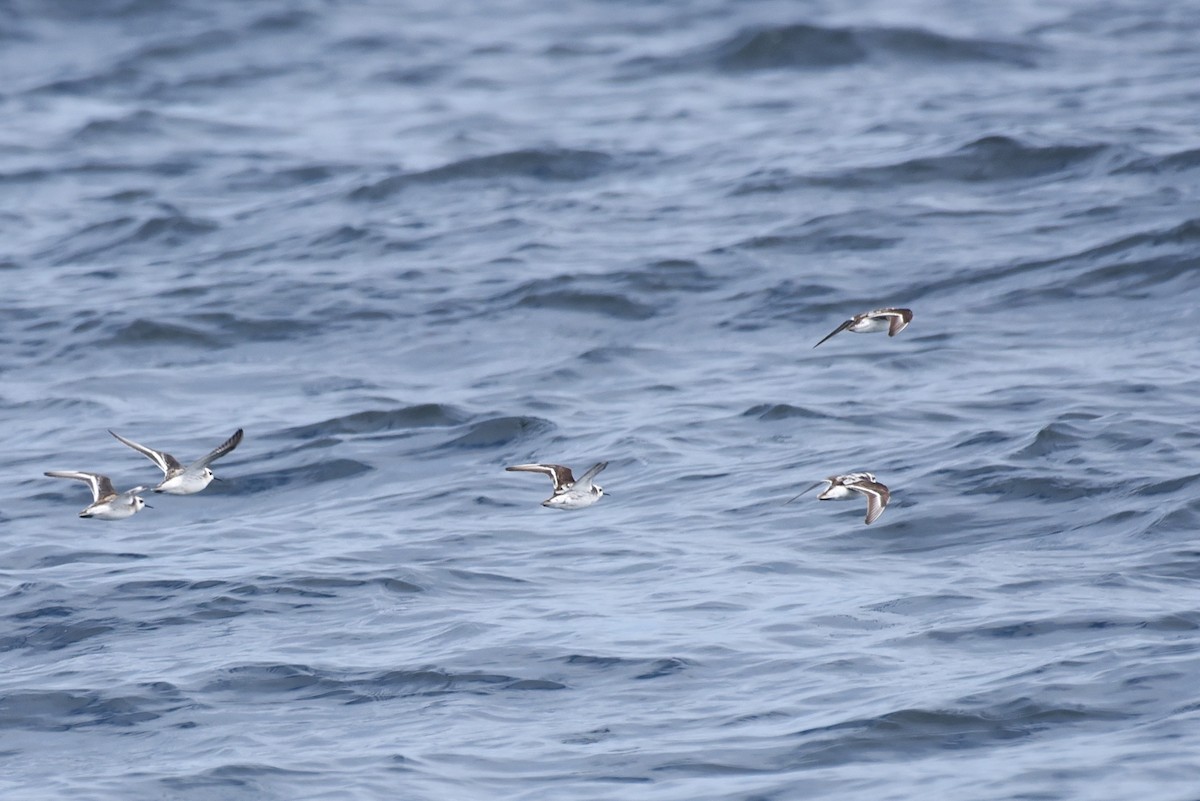 Плавунець круглодзьобий - ML645166052