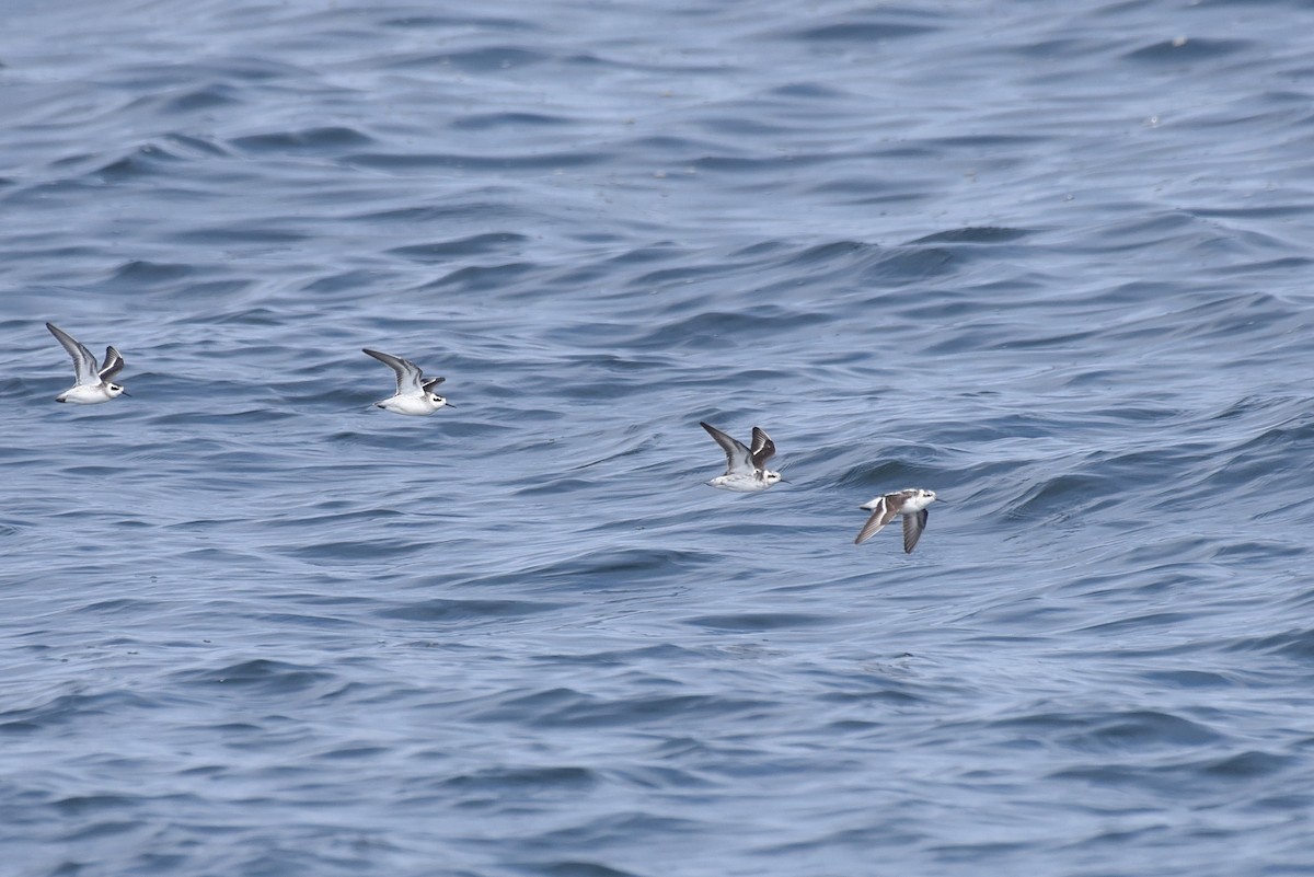 Плавунець круглодзьобий - ML645166053