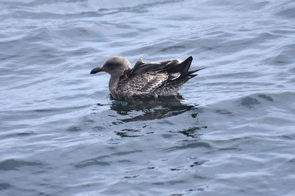 Western Gull - ML645166054