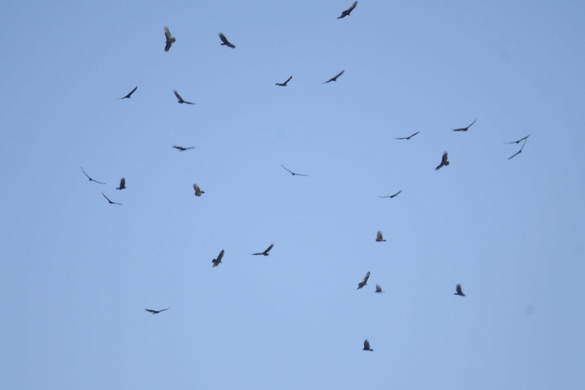 Turkey Vulture - ML645166055