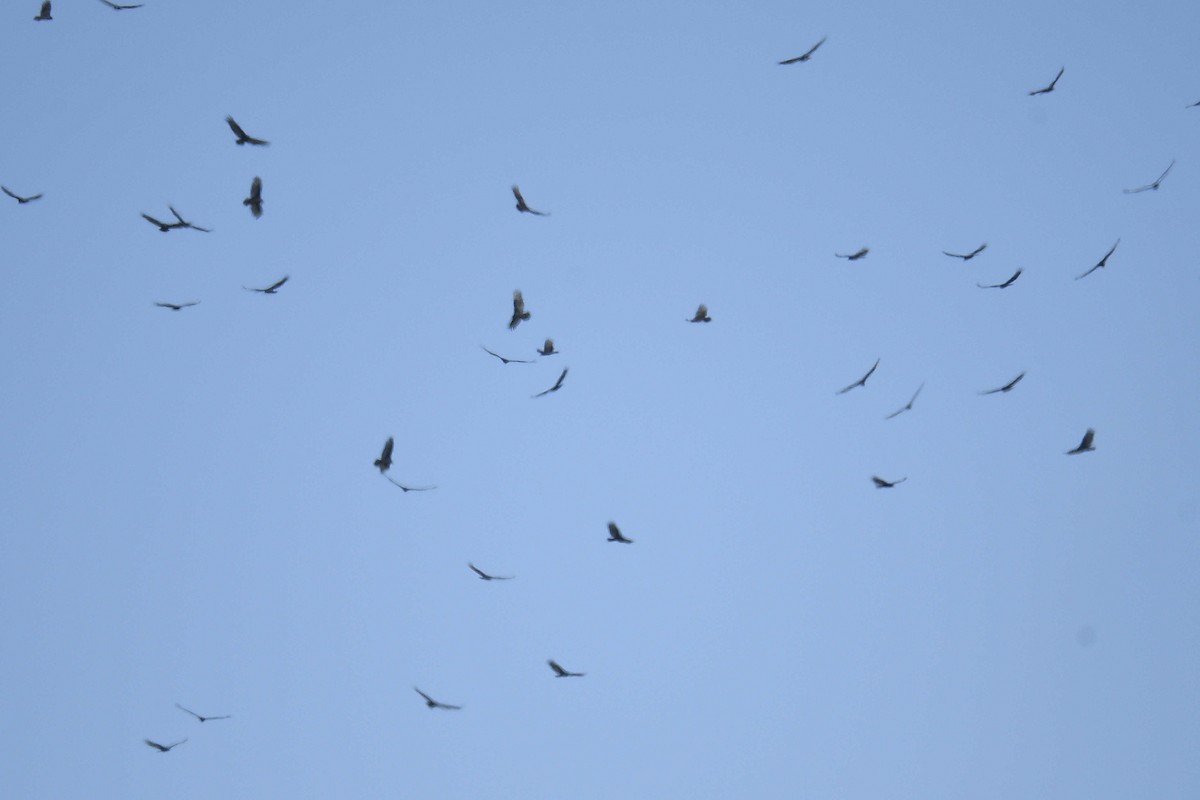Turkey Vulture - ML645166056