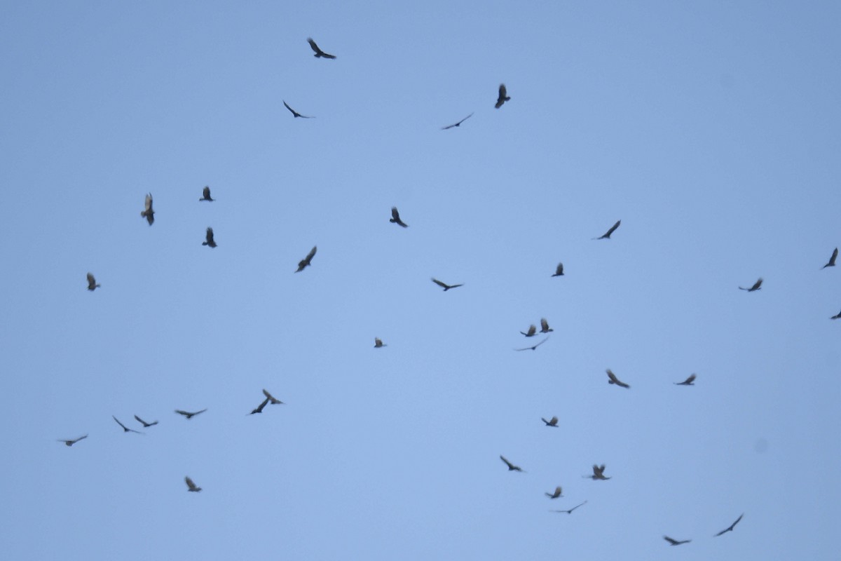 Turkey Vulture - ML645166057