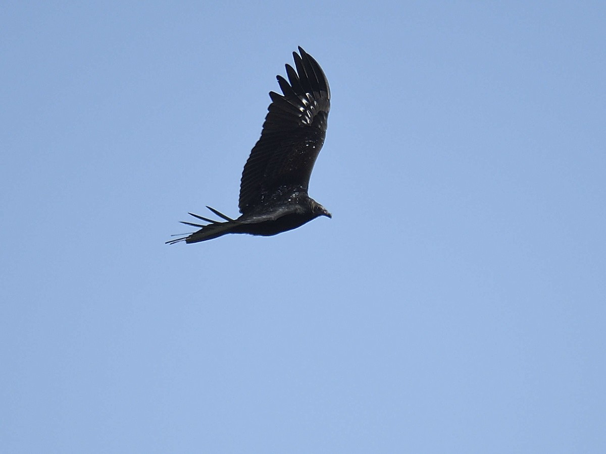 Turkey Vulture - ML645166058
