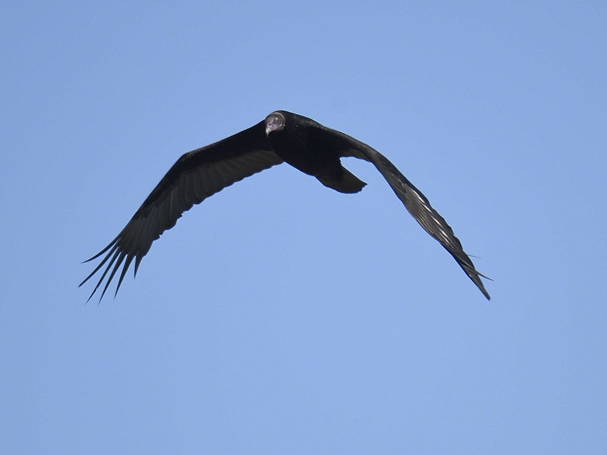 Turkey Vulture - ML645166059