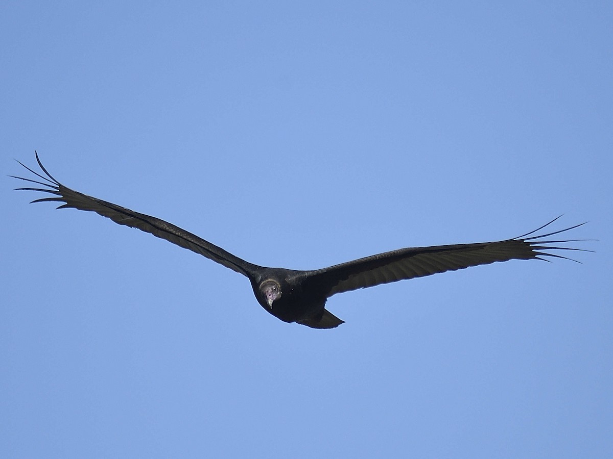 Turkey Vulture - ML645166060
