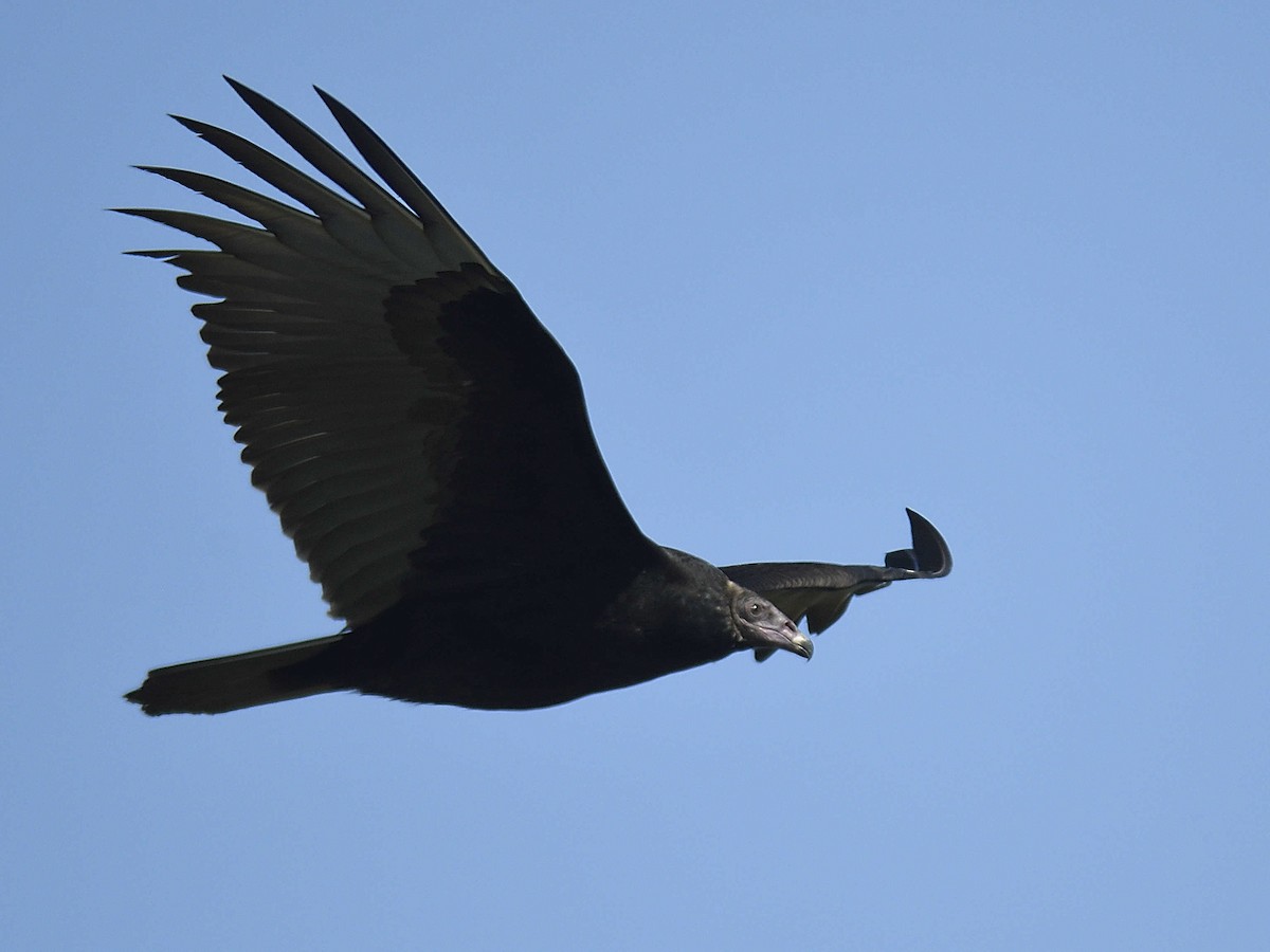 Turkey Vulture - ML645166061