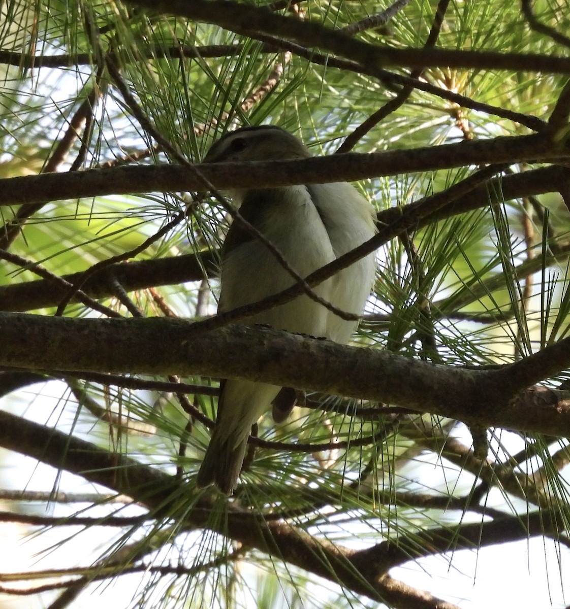 Красноглазый виреон - ML645166063