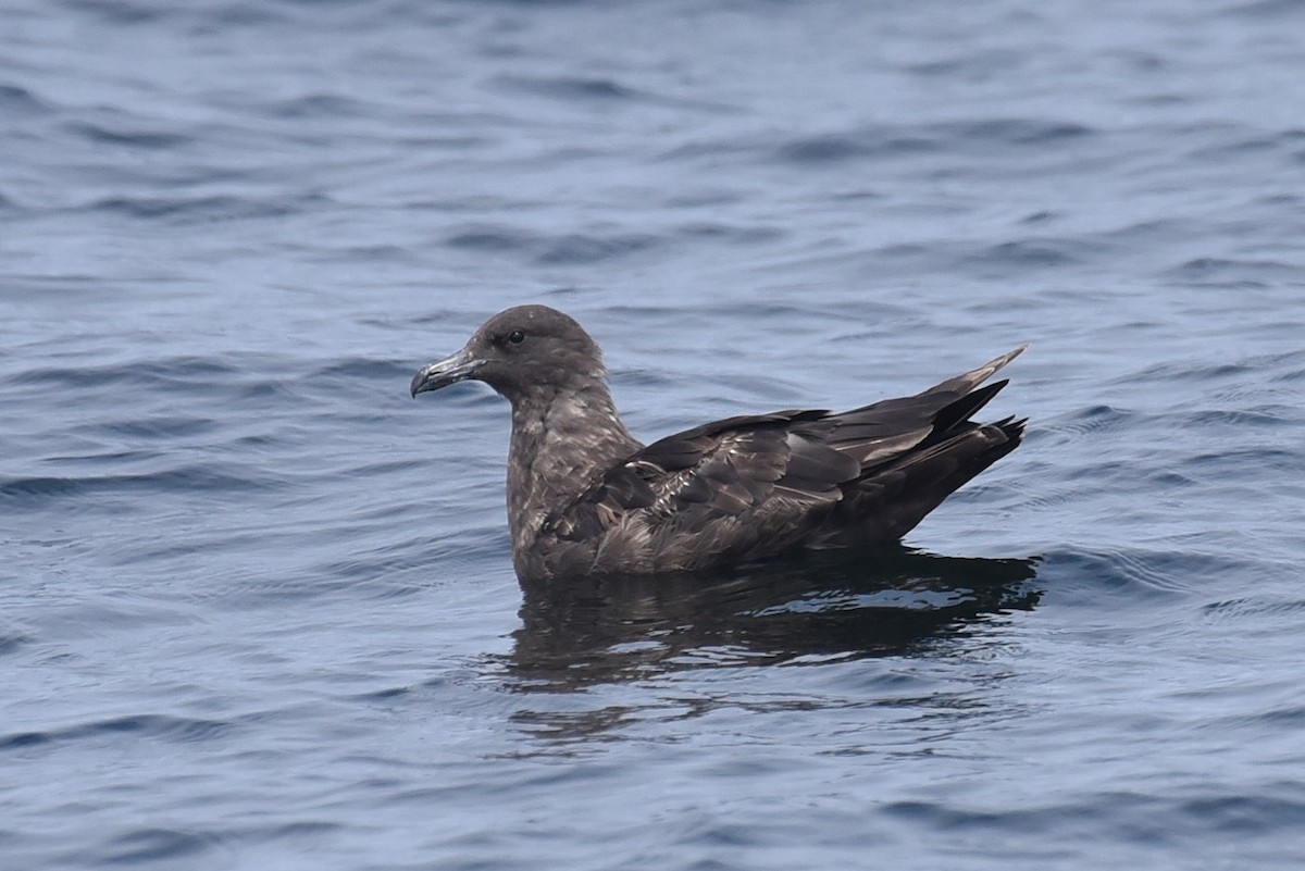 South Polar Skua - ML645166064