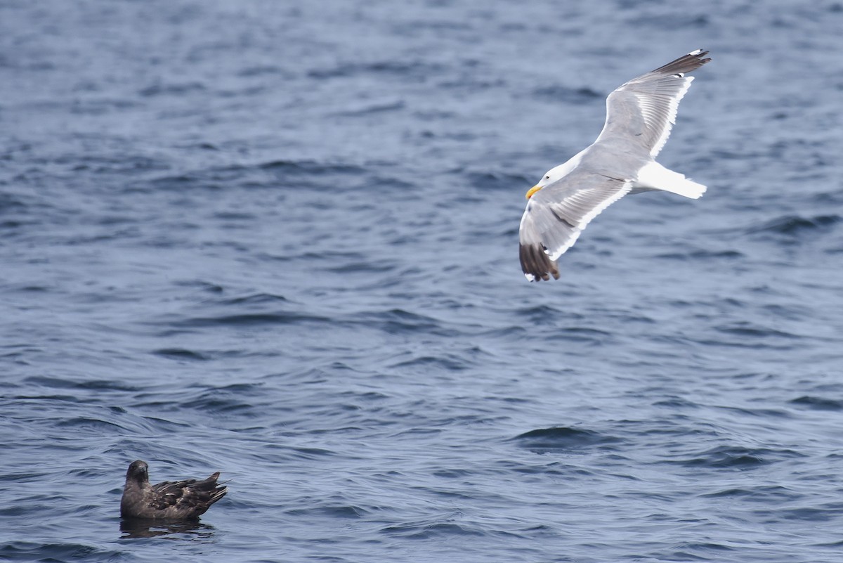 South Polar Skua - ML645166065