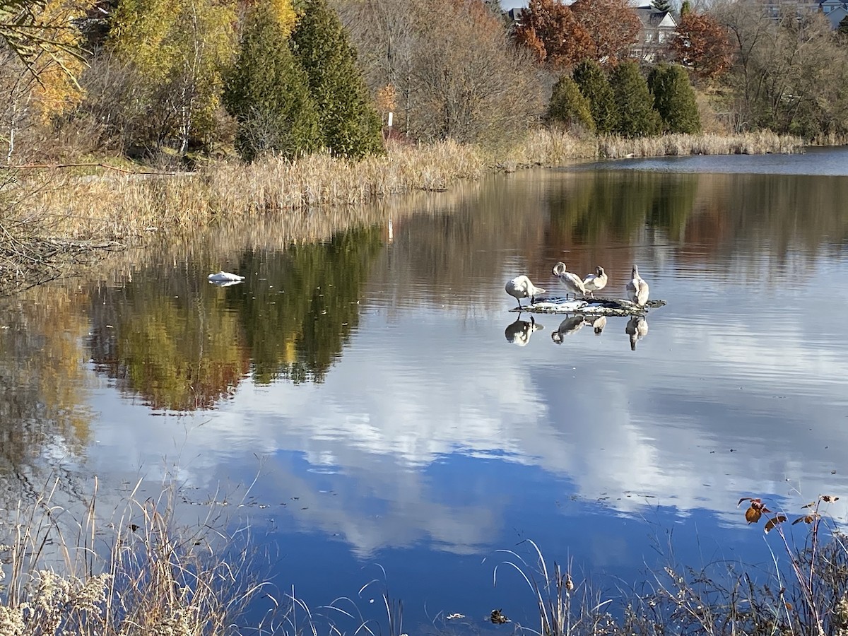 Trumpeter Swan - ML645166066