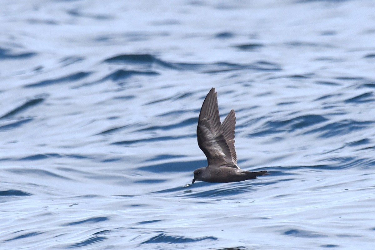 Ashy Storm-Petrel - ML645166069