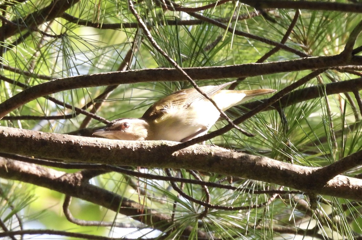 Красноглазый виреон - ML645166089