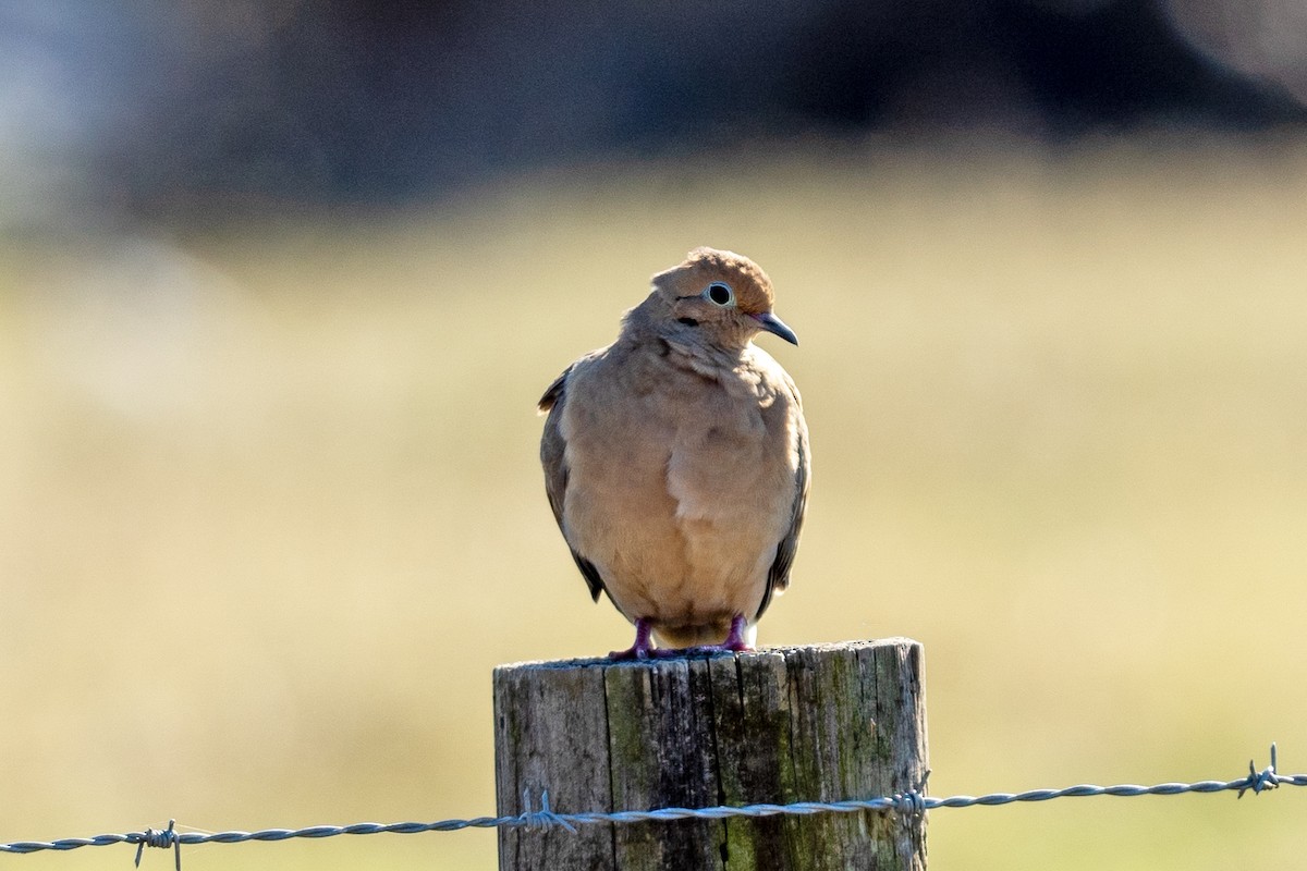 Mourning Dove - ML645166095