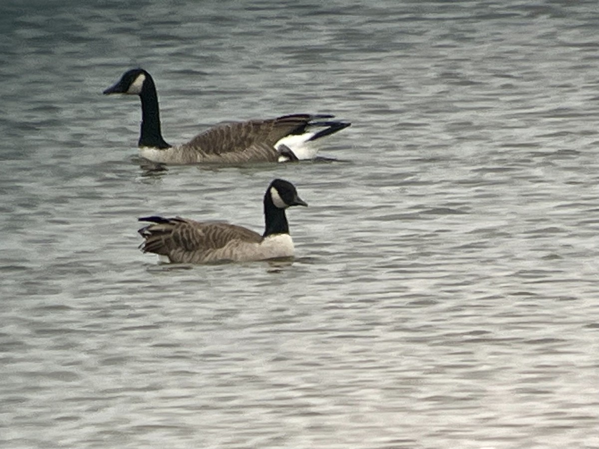 Cackling Goose - ML645166101