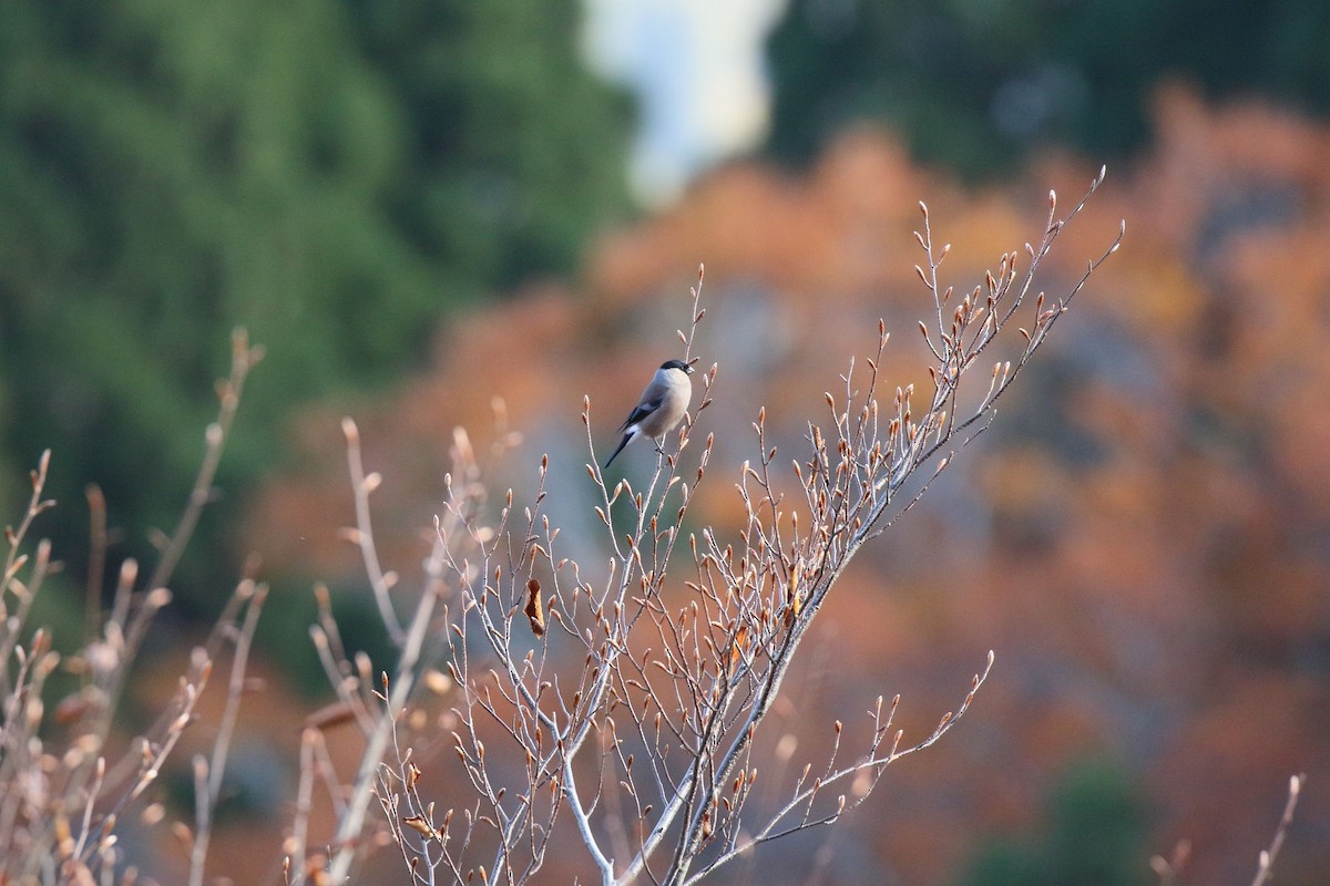 dompap - ML645166104