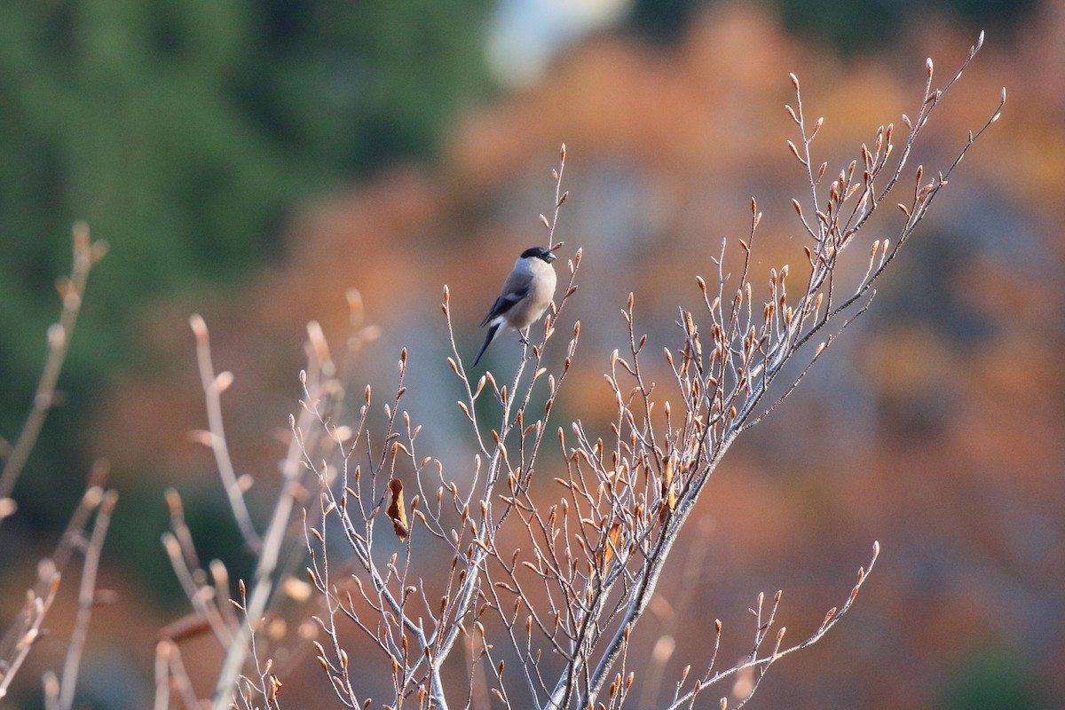 dompap - ML645166105