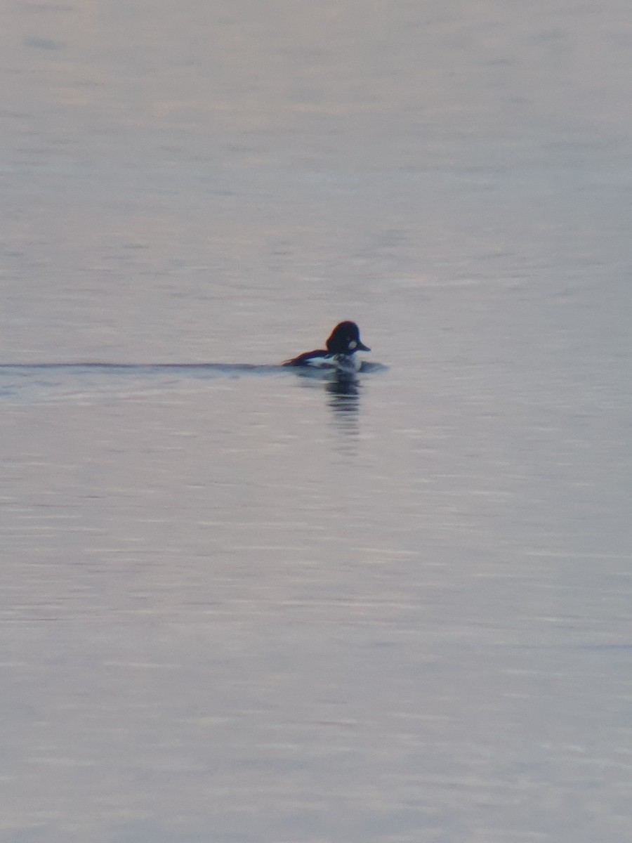 Common Goldeneye - ML645166109