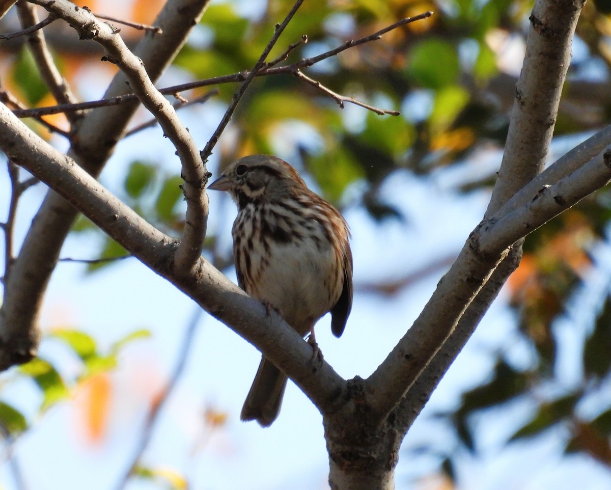 Song Sparrow - ML645166116