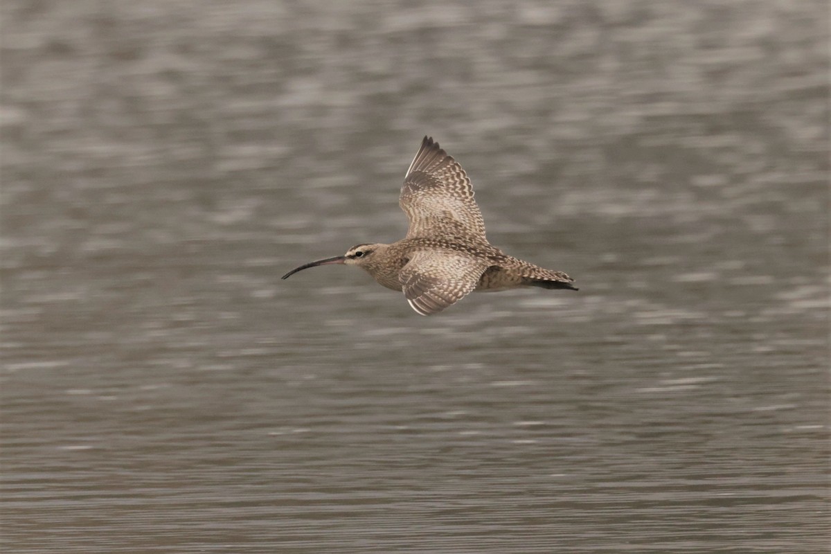 Hudsonian Whimbrel - ML645166125