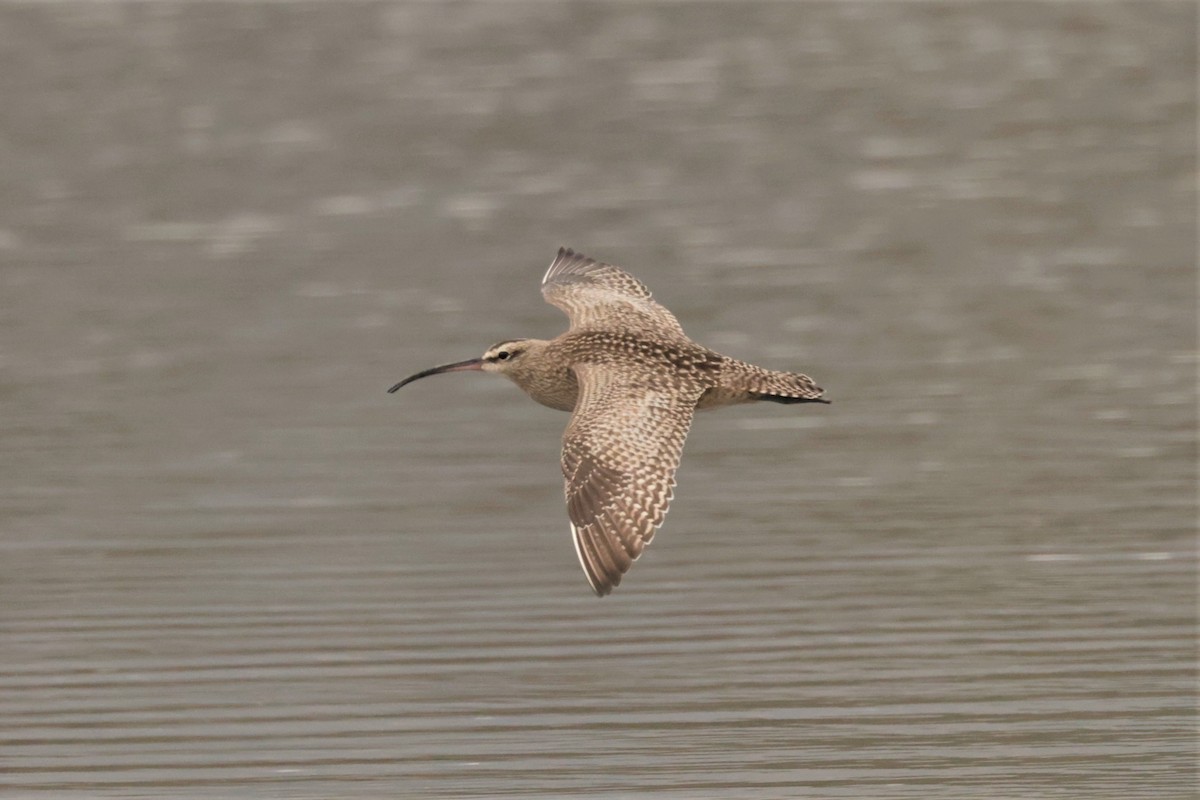 Hudsonian Whimbrel - ML645166126