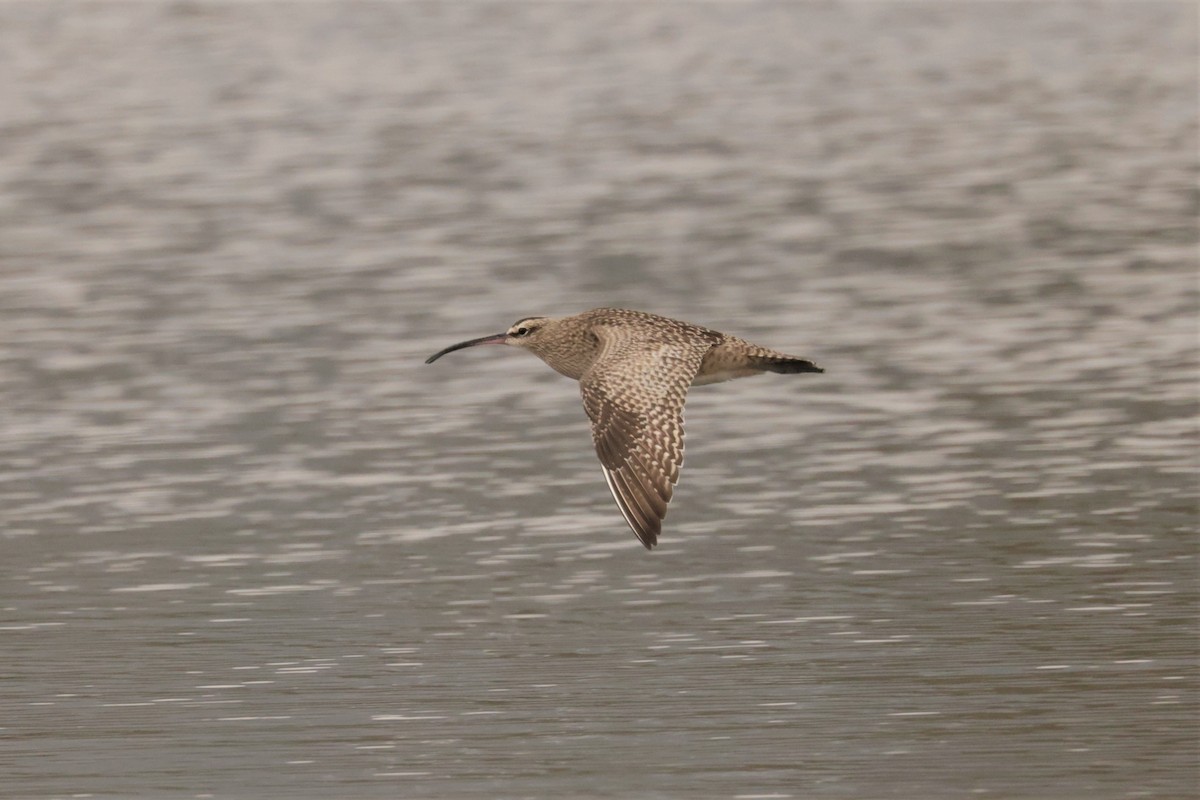 Hudsonian Whimbrel - ML645166128