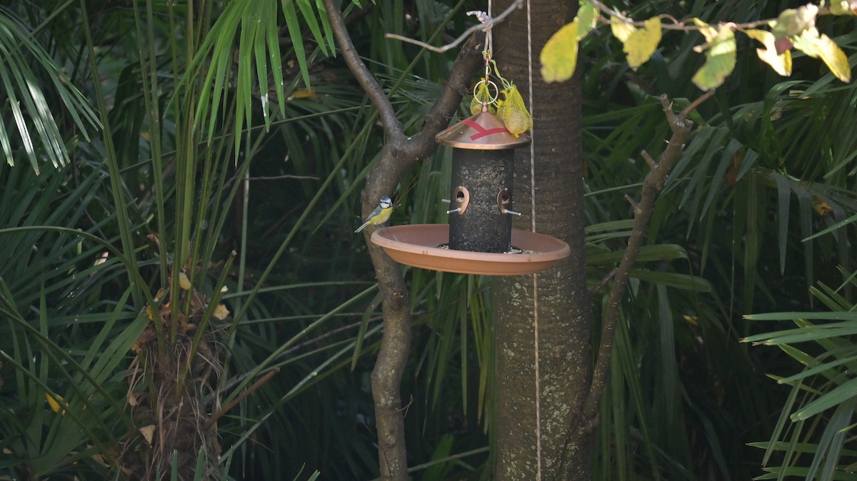 Eurasian Blue Tit - ML645166129
