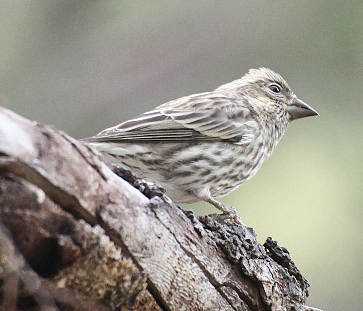 eBird Checklist - 13 Nov 2025 - 1. Mule Pass Yard - 36 species (+2 ...