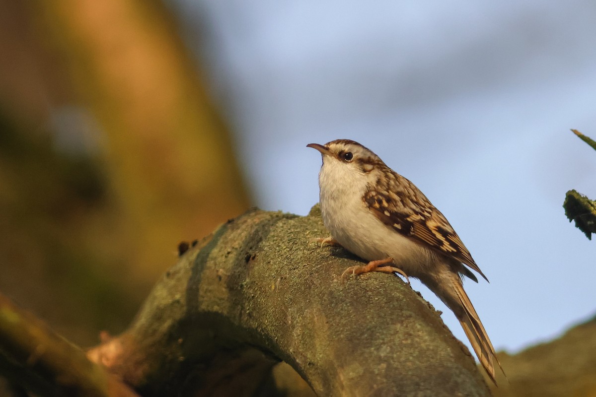 Eurasian Treecreeper - ML645166137