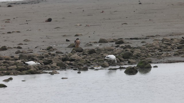 Ross's Goose - ML645166138
