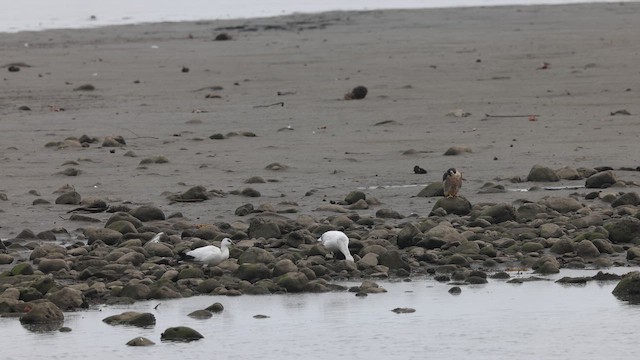 Ross's Goose - ML645166139